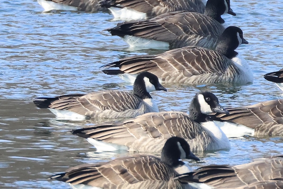 Cackling Goose - ML629185242