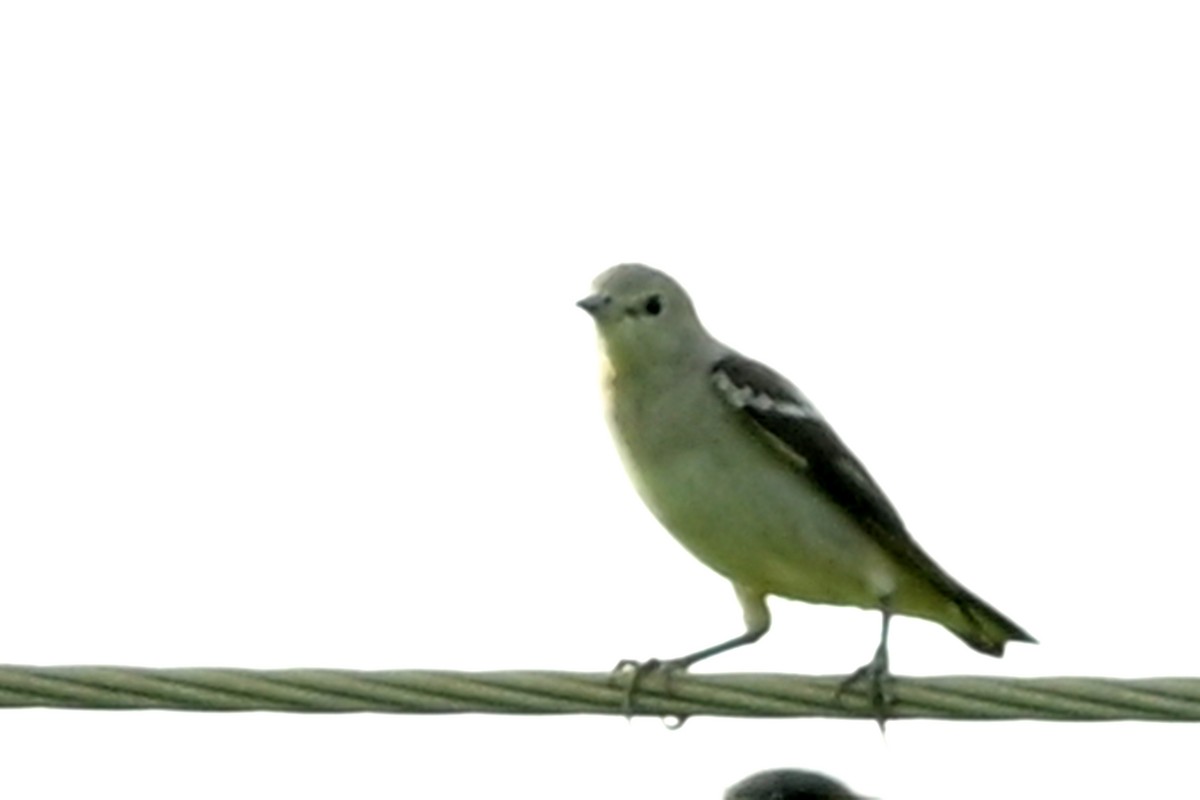 Mongolenstar - ML629185253