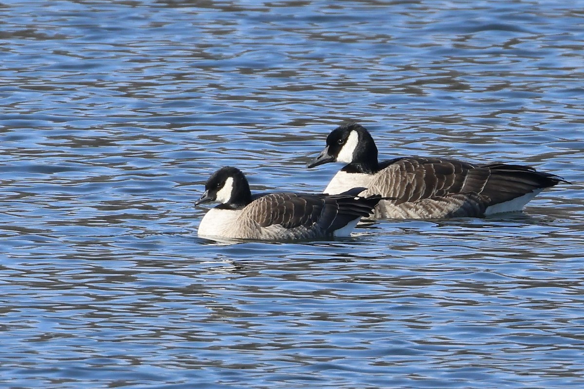 Cackling Goose - ML629185268
