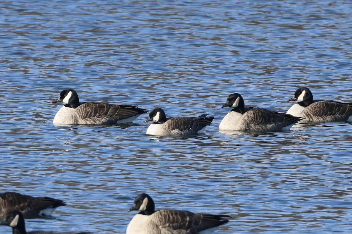 Cackling Goose - ML629185271