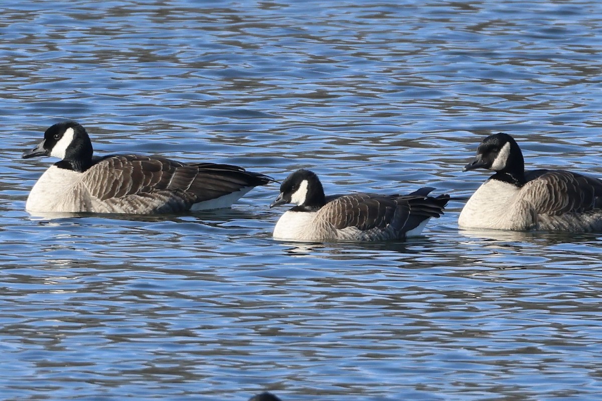 Cackling Goose - ML629185273