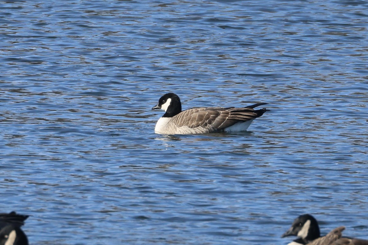 Cackling Goose - ML629185282
