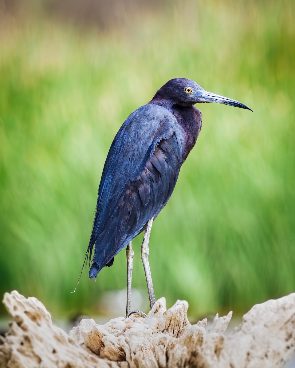 Little Blue Heron - ML629185283