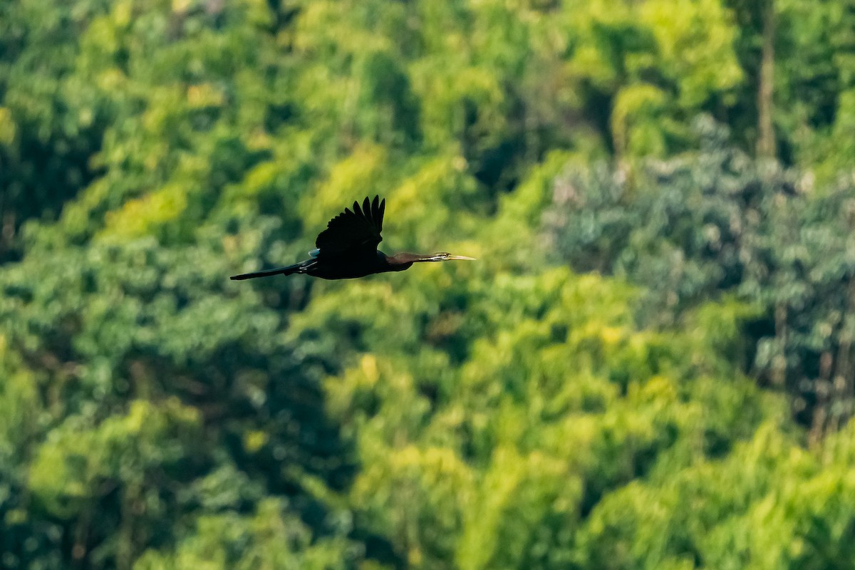Oriental Darter - ML629185348
