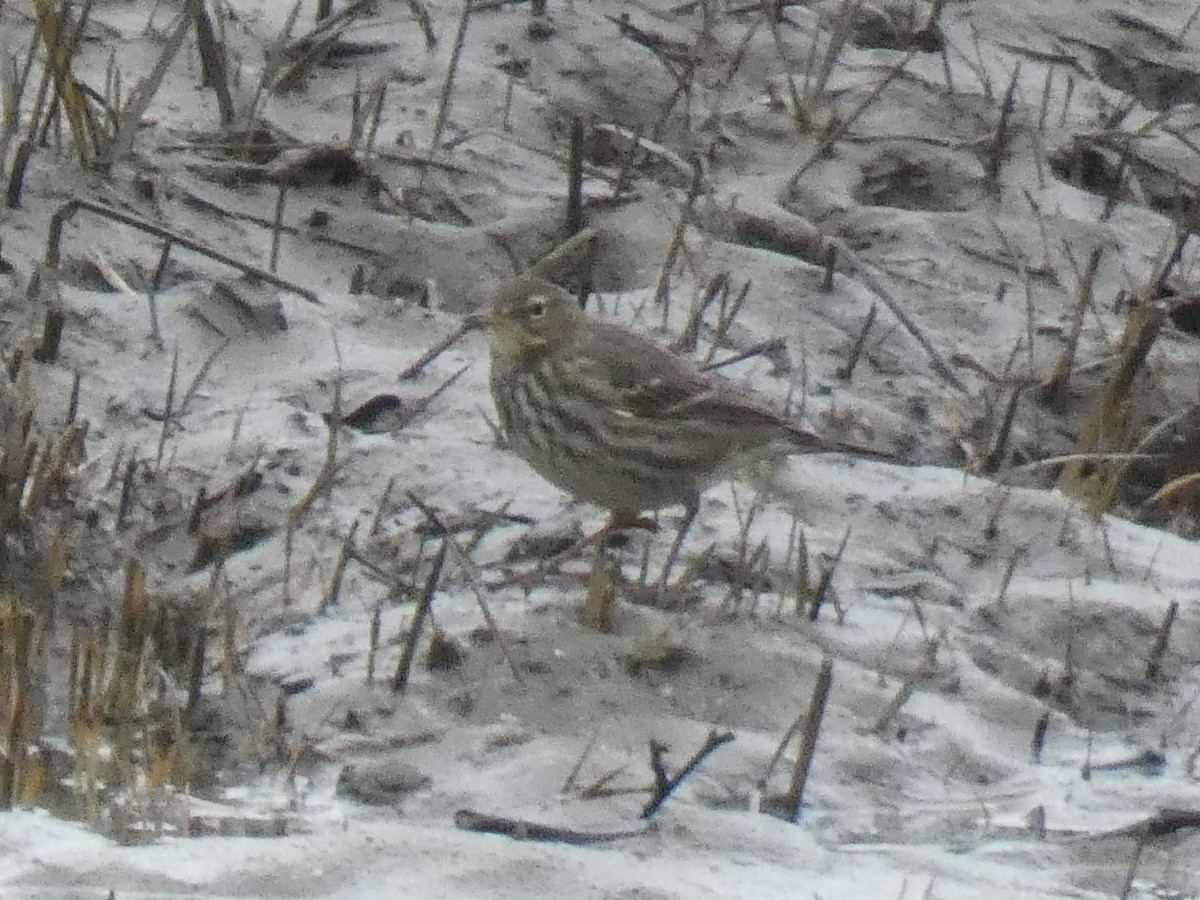Rock Pipit - ML629185479