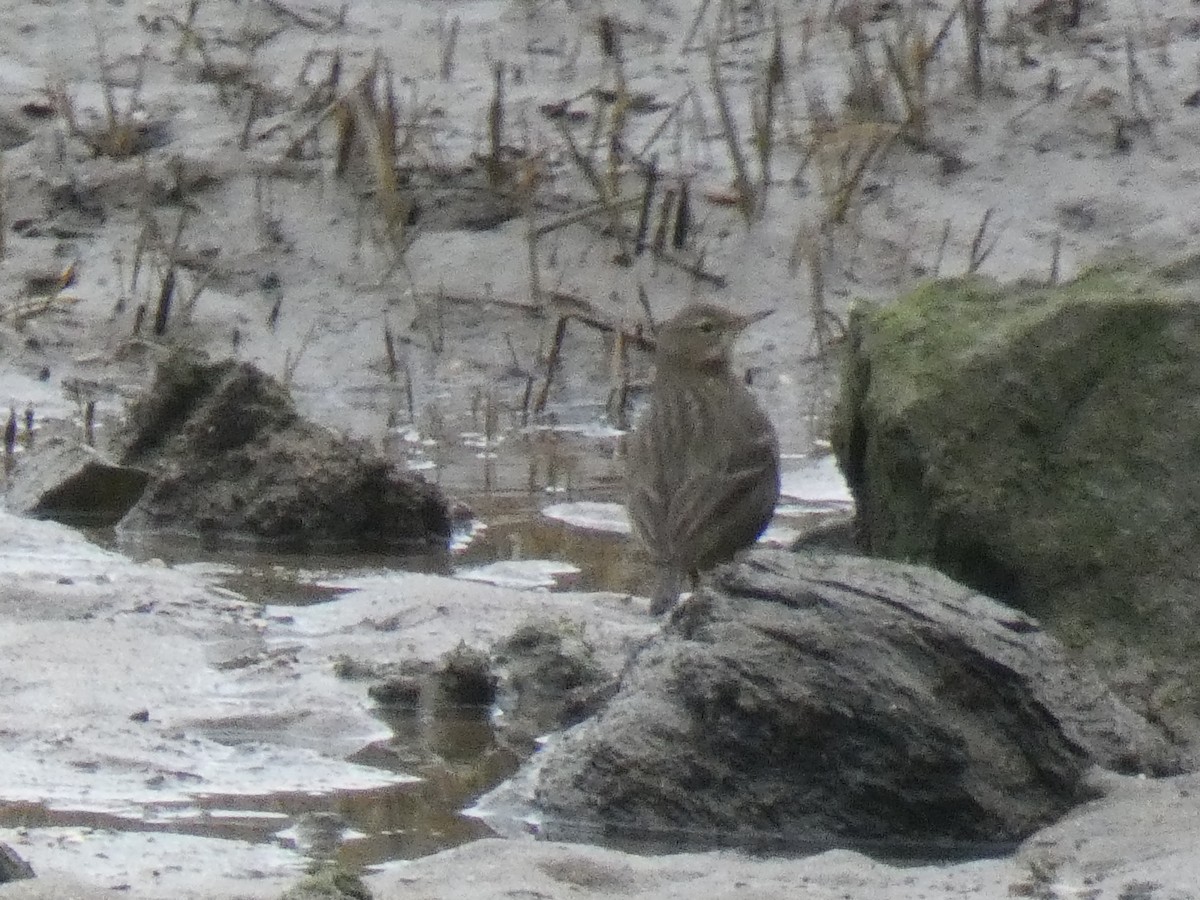 Rock Pipit - ML629185480