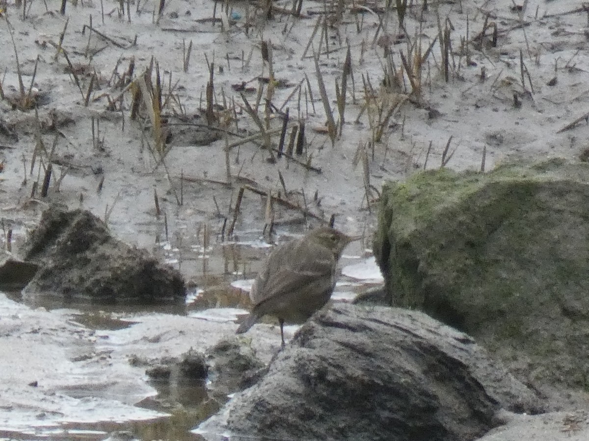 Rock Pipit - ML629185481