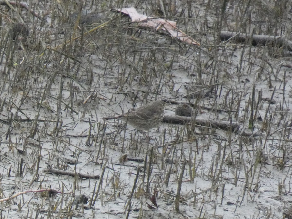 Rock Pipit - ML629185482