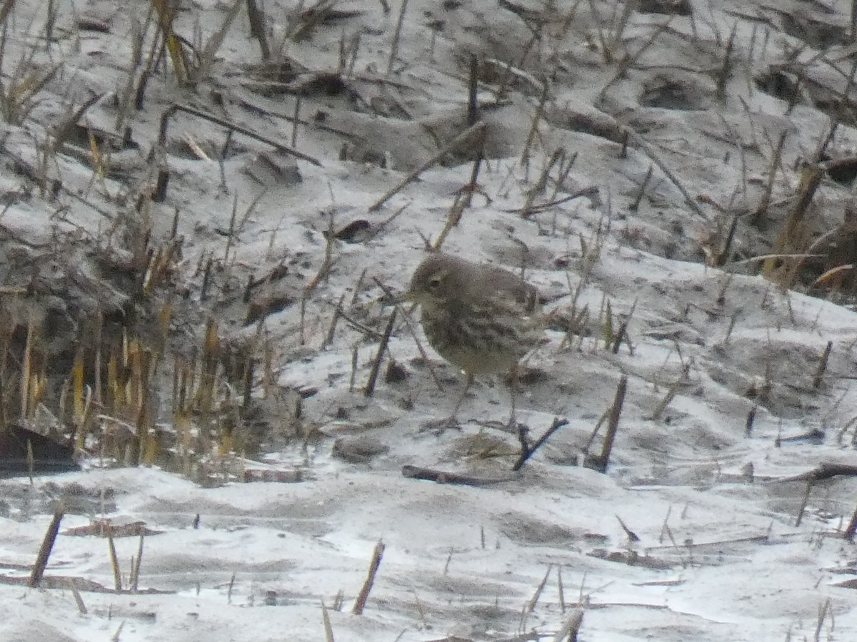 Rock Pipit - ML629185483