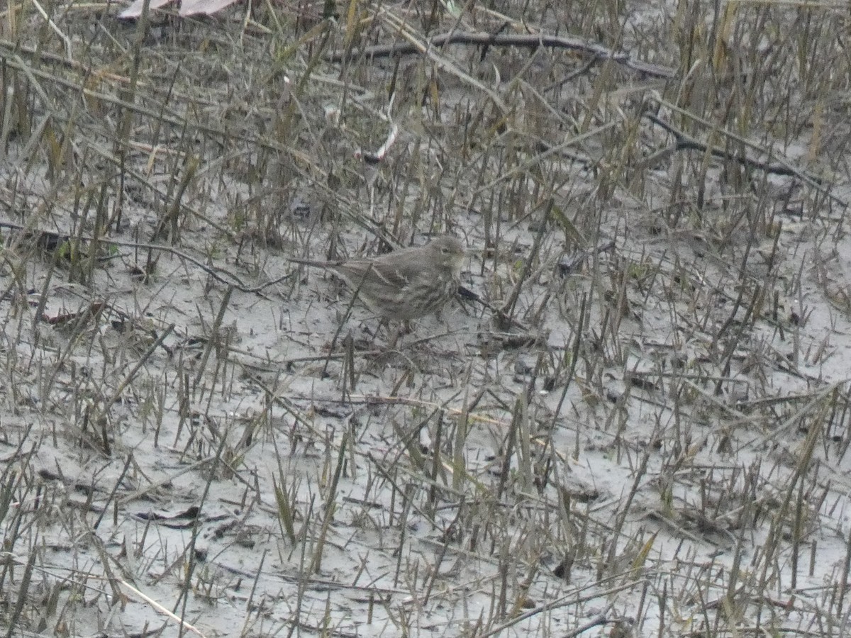 Rock Pipit - ML629185484