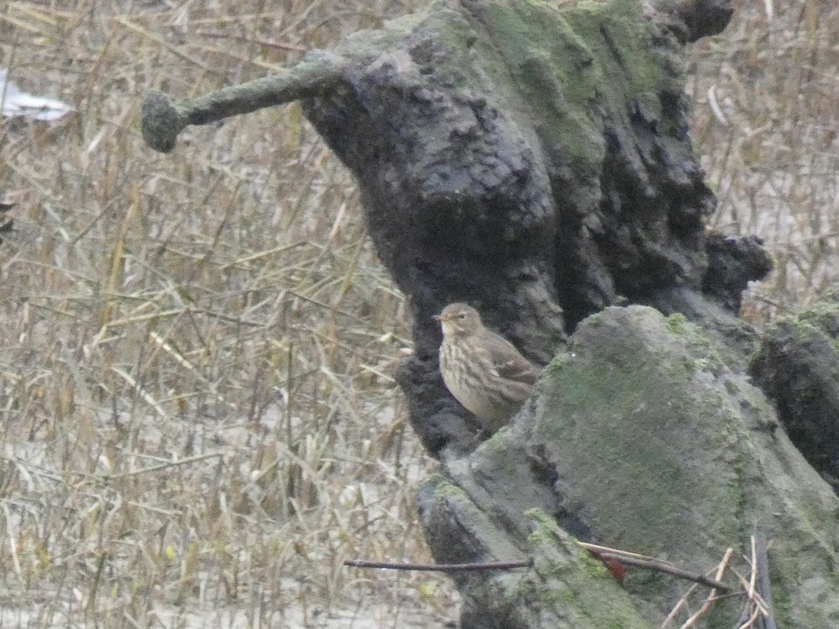 Rock Pipit - ML629185487