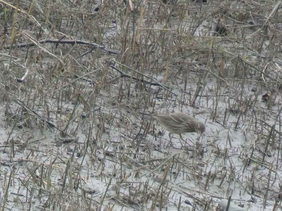 Rock Pipit - ML629185488