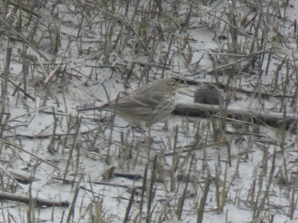 Rock Pipit - ML629185494