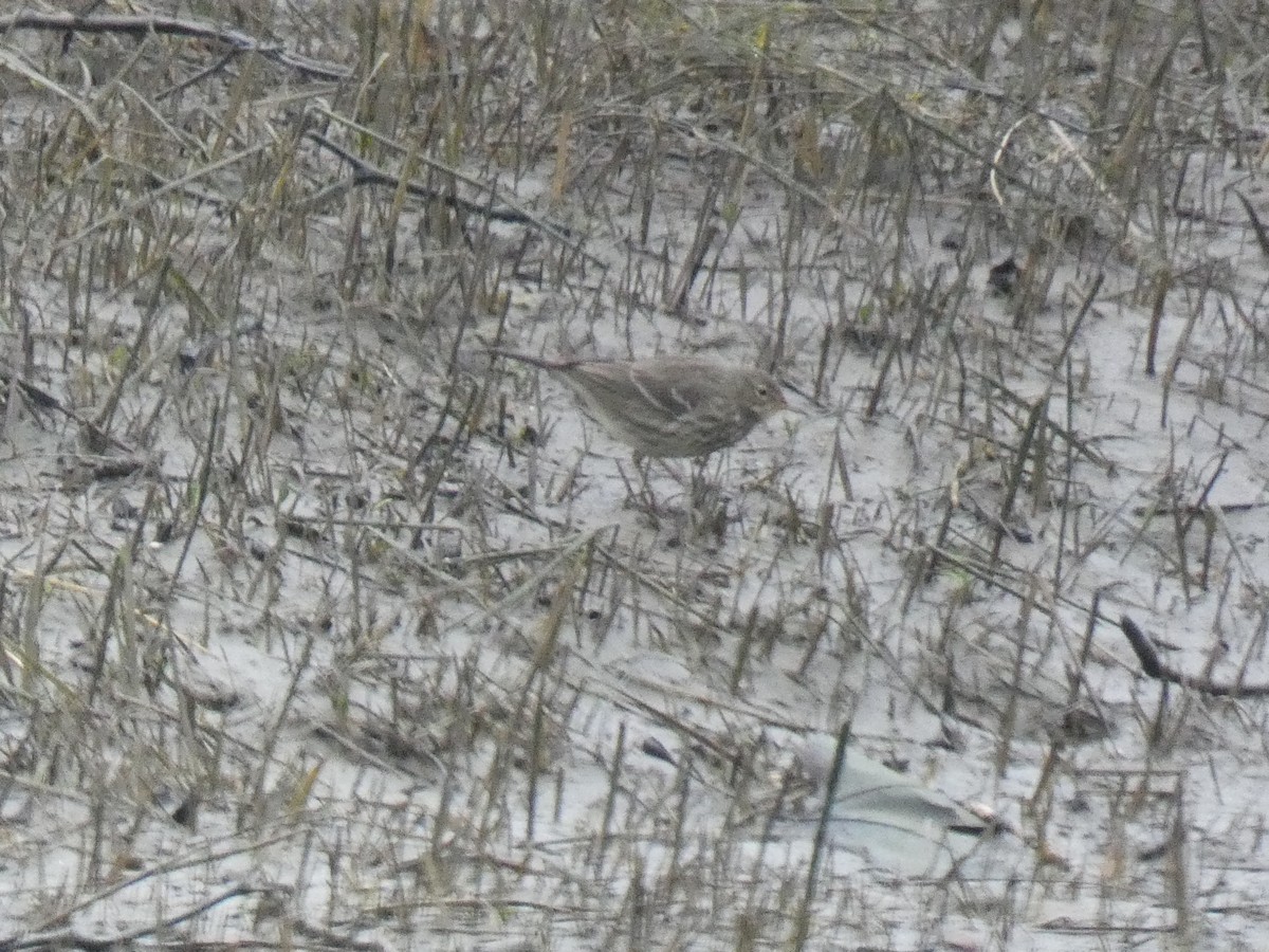Rock Pipit - ML629185496