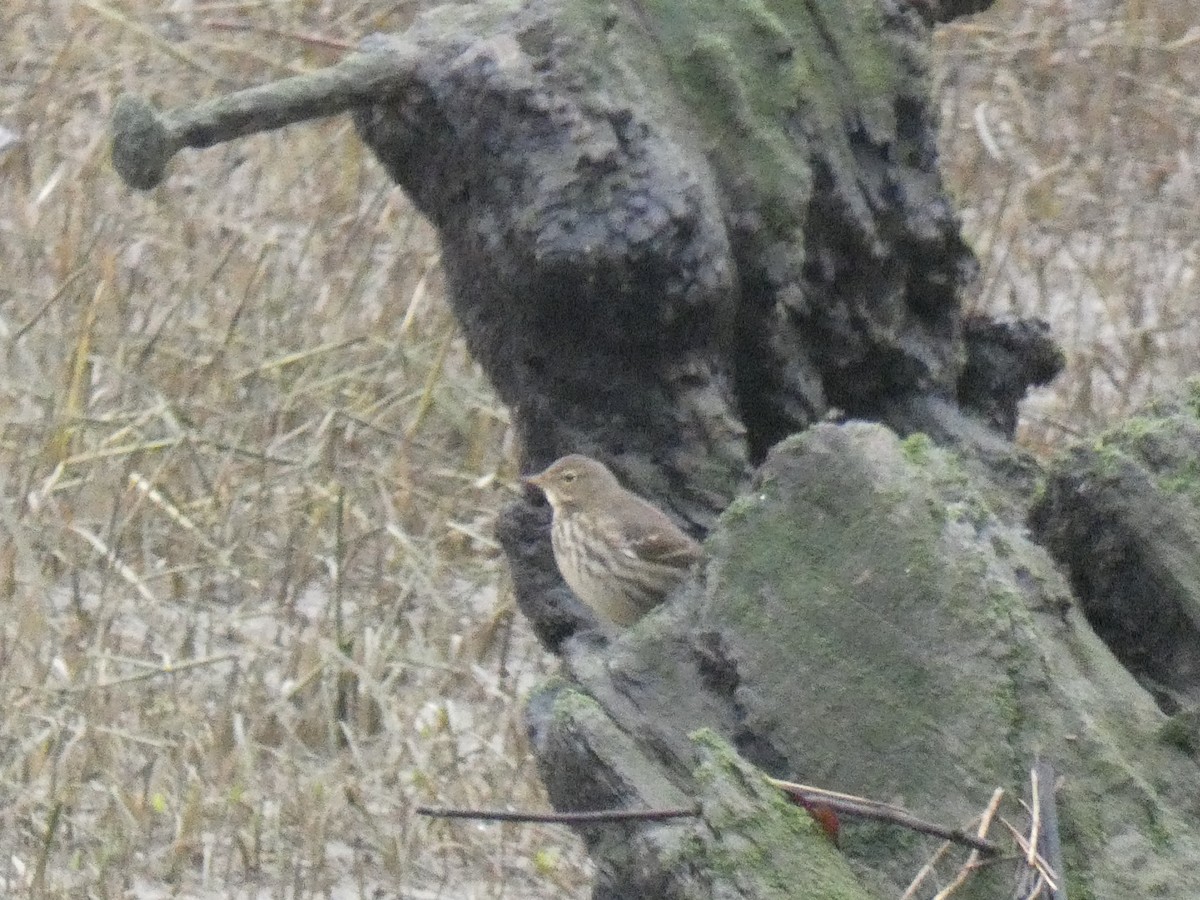 Rock Pipit - ML629185501