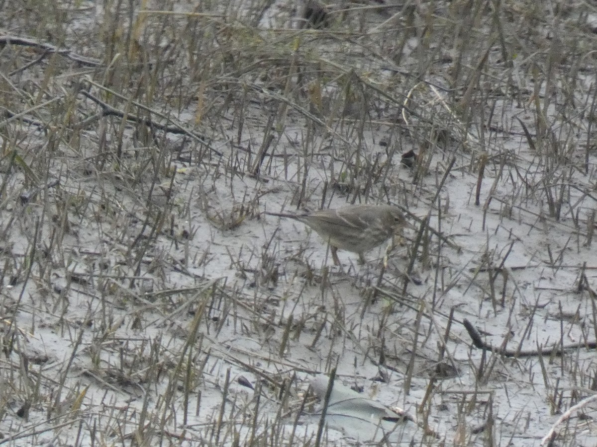 Rock Pipit - ML629185502