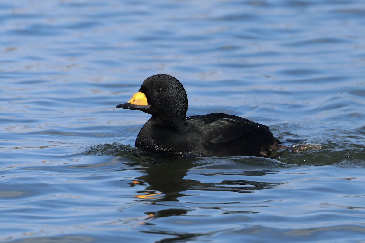 Black Scoter - ML629185523