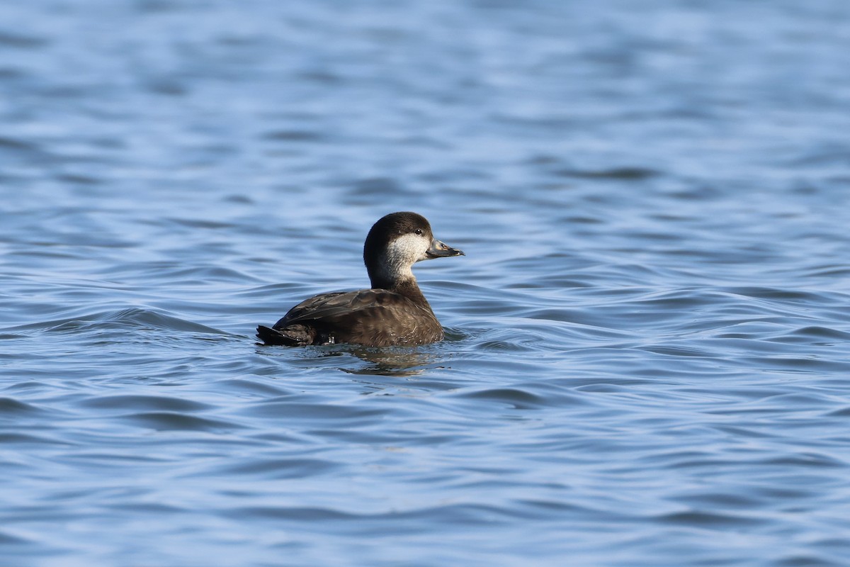 Black Scoter - ML629185527