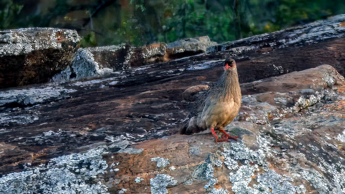 Chestnut-naped Spurfowl (Black-fronted) - ML629185607