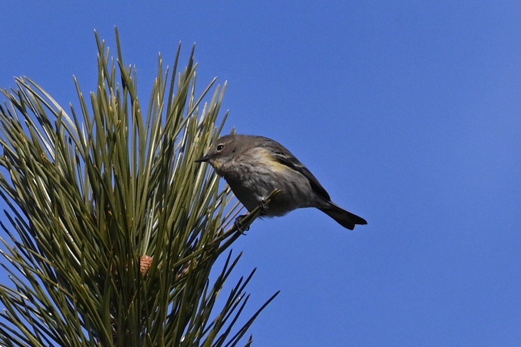 Yellow-rumped Warbler - ML629185748