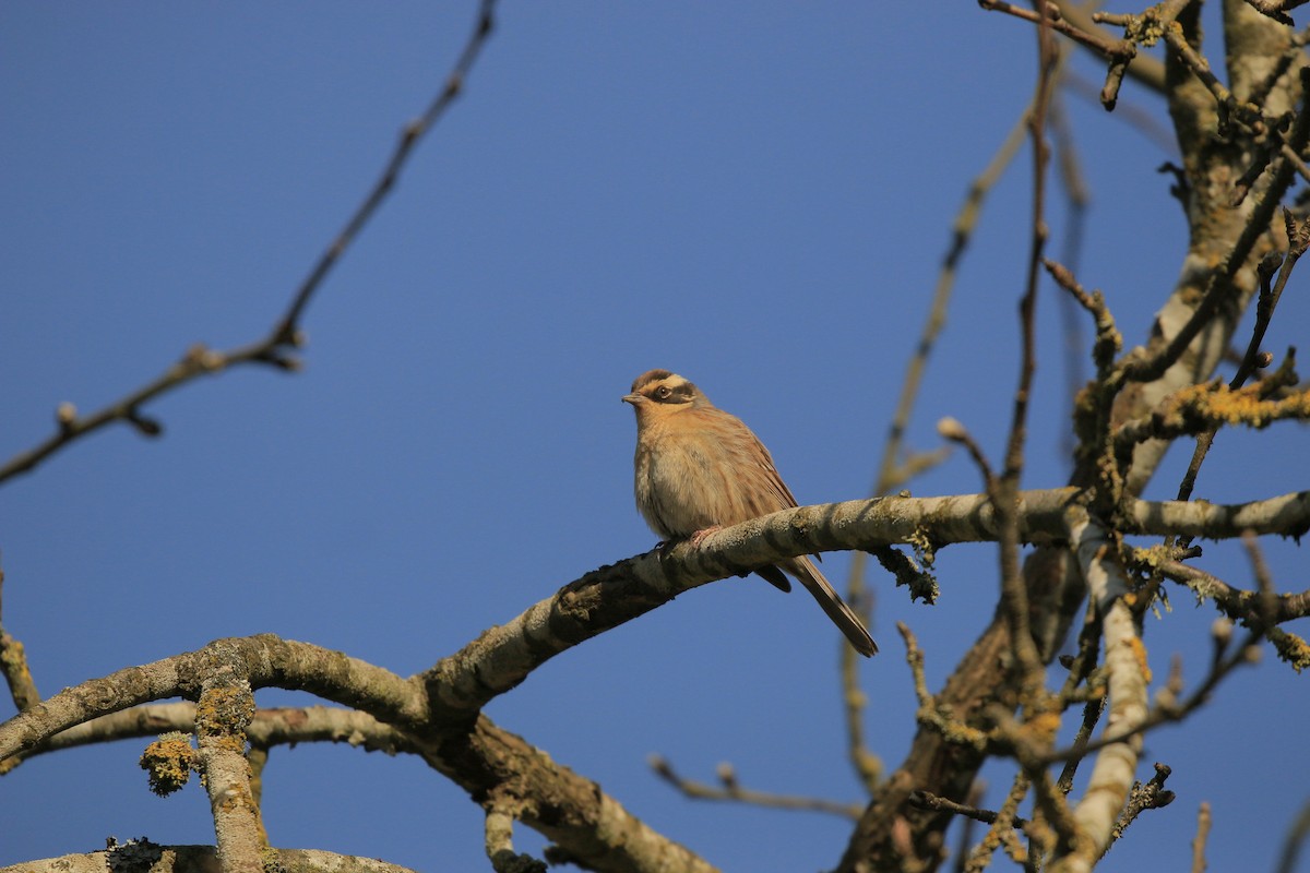 Siberian Accentor - ML629185757