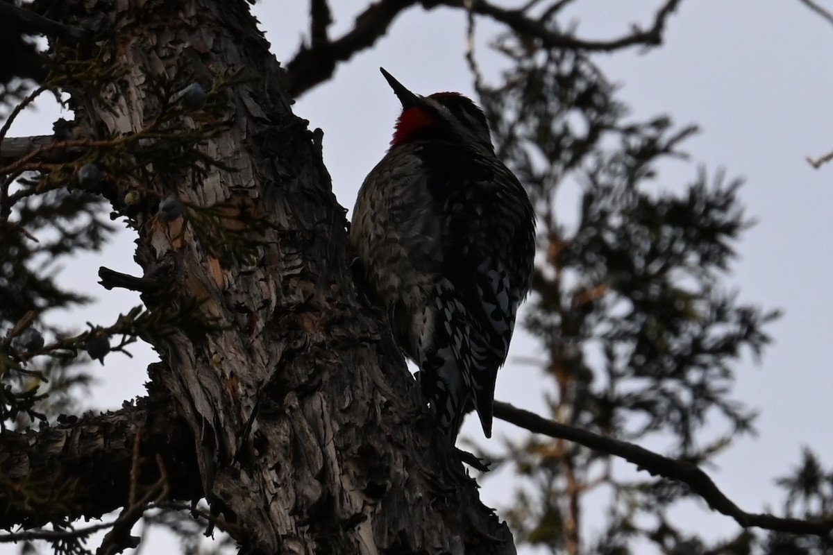 Yellow-bellied Sapsucker - ML629185774