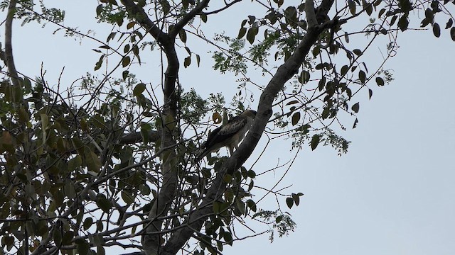 Changeable Hawk-Eagle - ML629185783