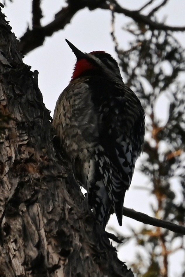 Yellow-bellied Sapsucker - ML629185801