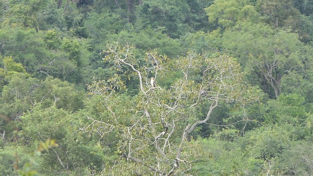 Changeable Hawk-Eagle - ML629185803