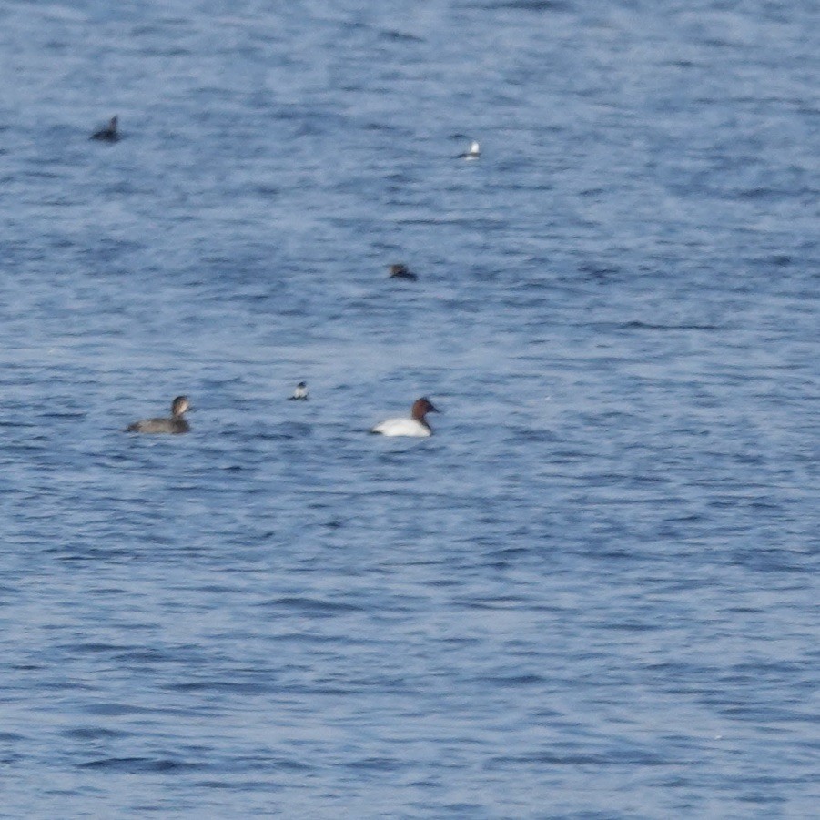 Canvasback - ML629185876