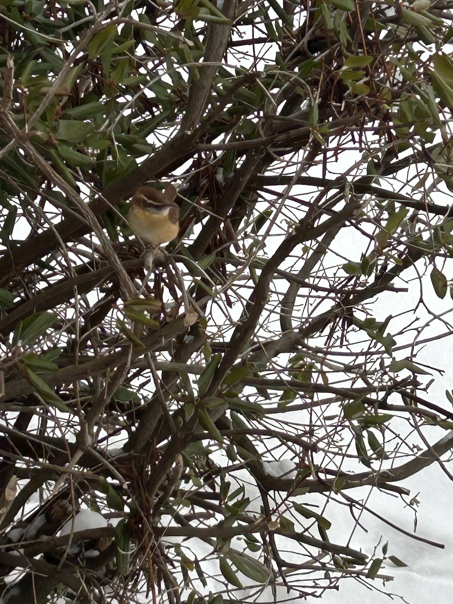 Carolina Wren - ML629185890
