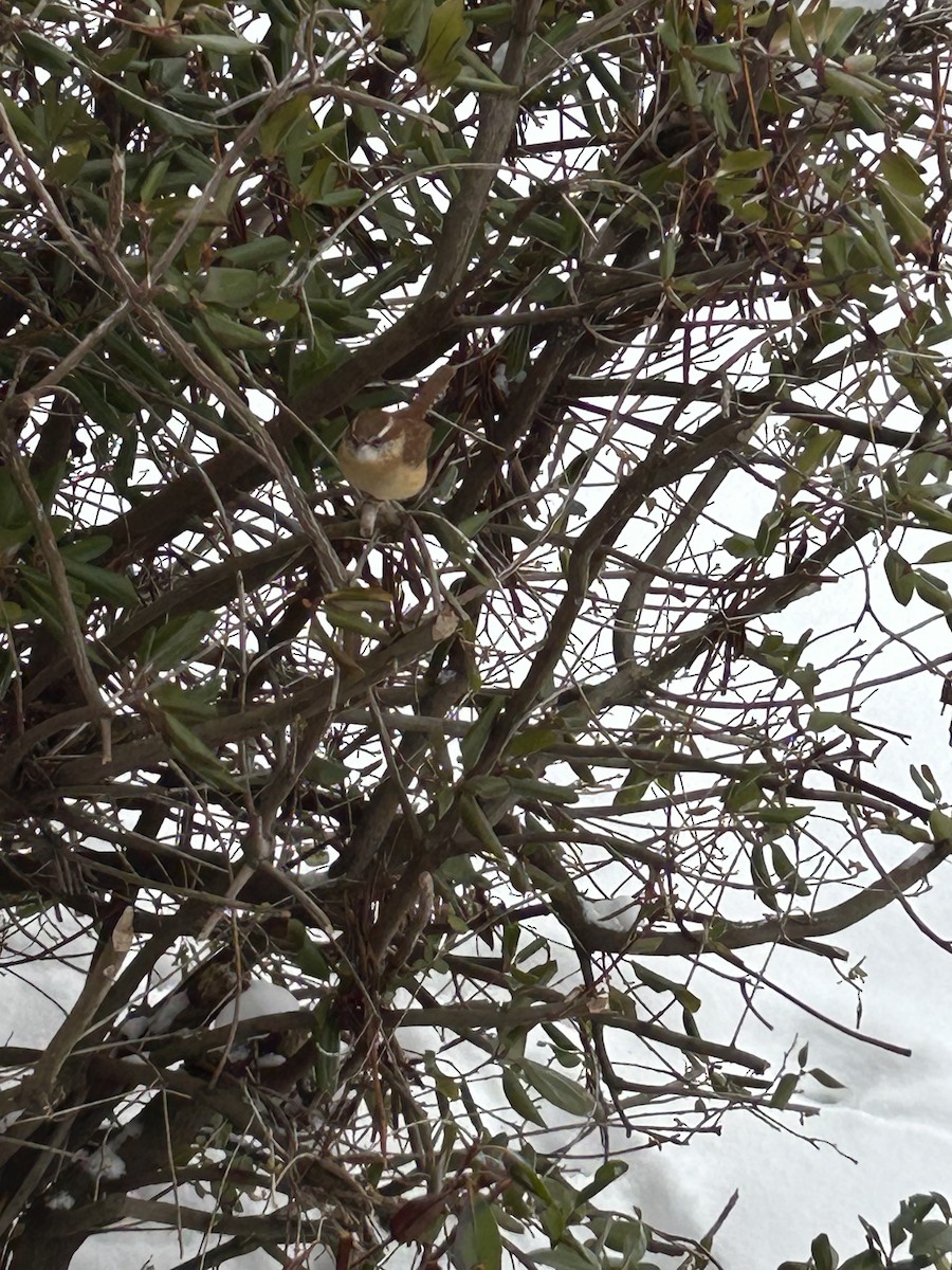 Carolina Wren - ML629185891