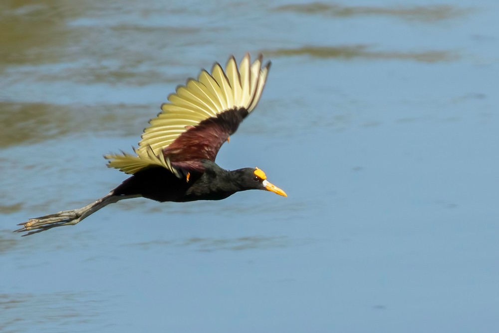 Northern Jacana - ML629185894