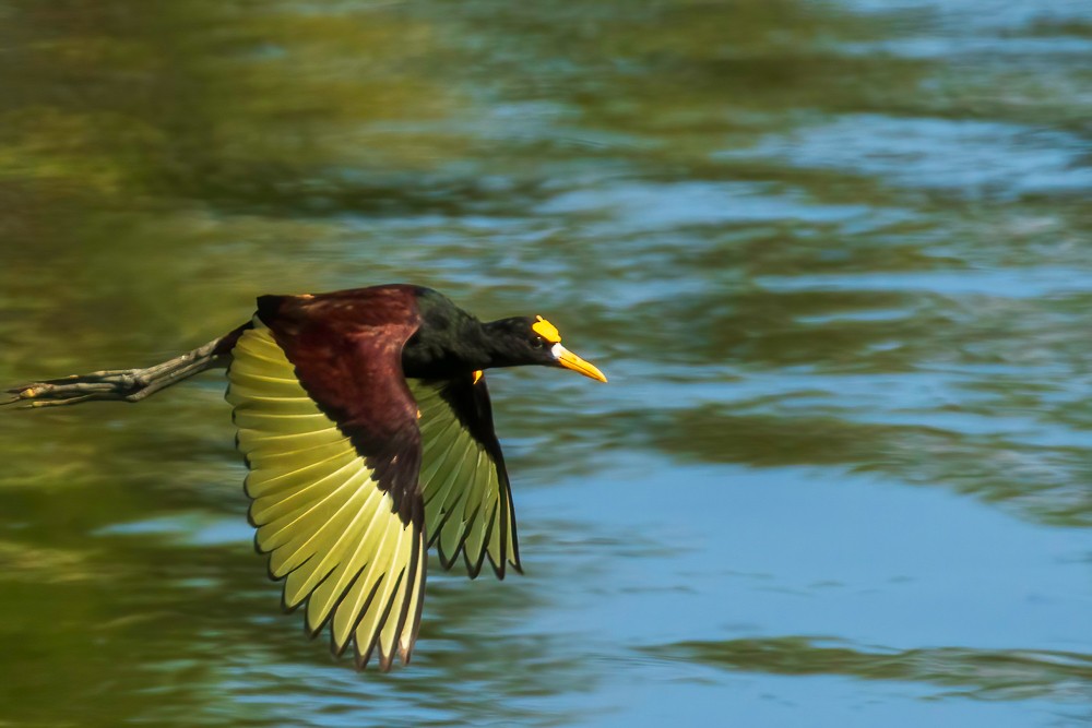 Northern Jacana - ML629185895