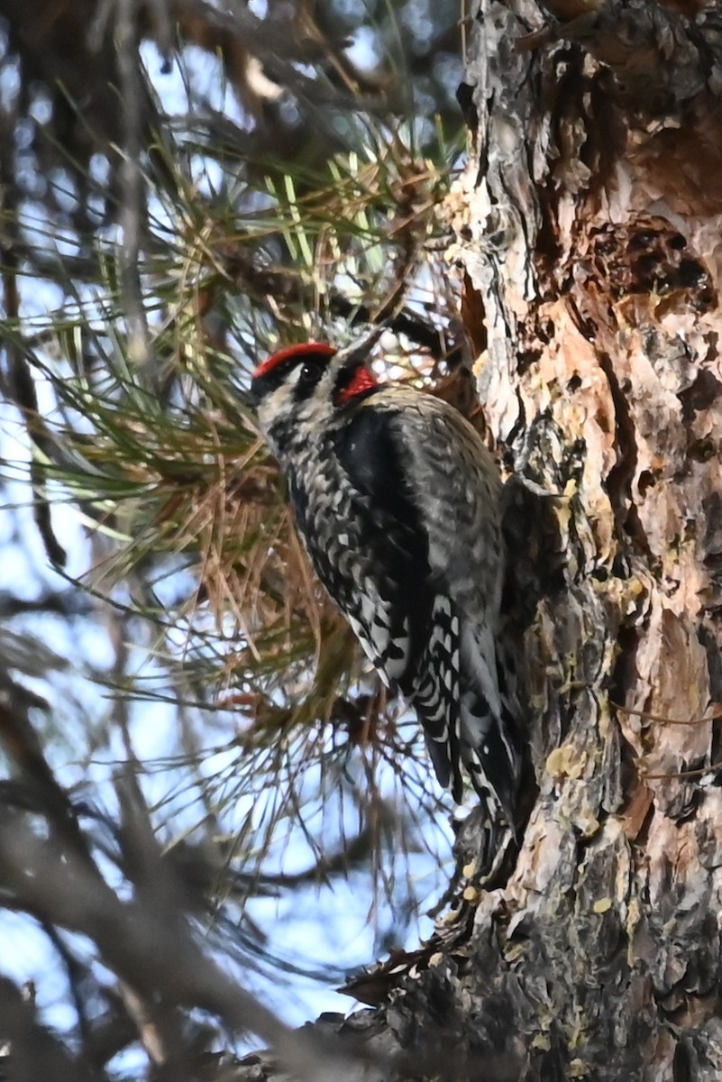 Yellow-bellied Sapsucker - ML629185909