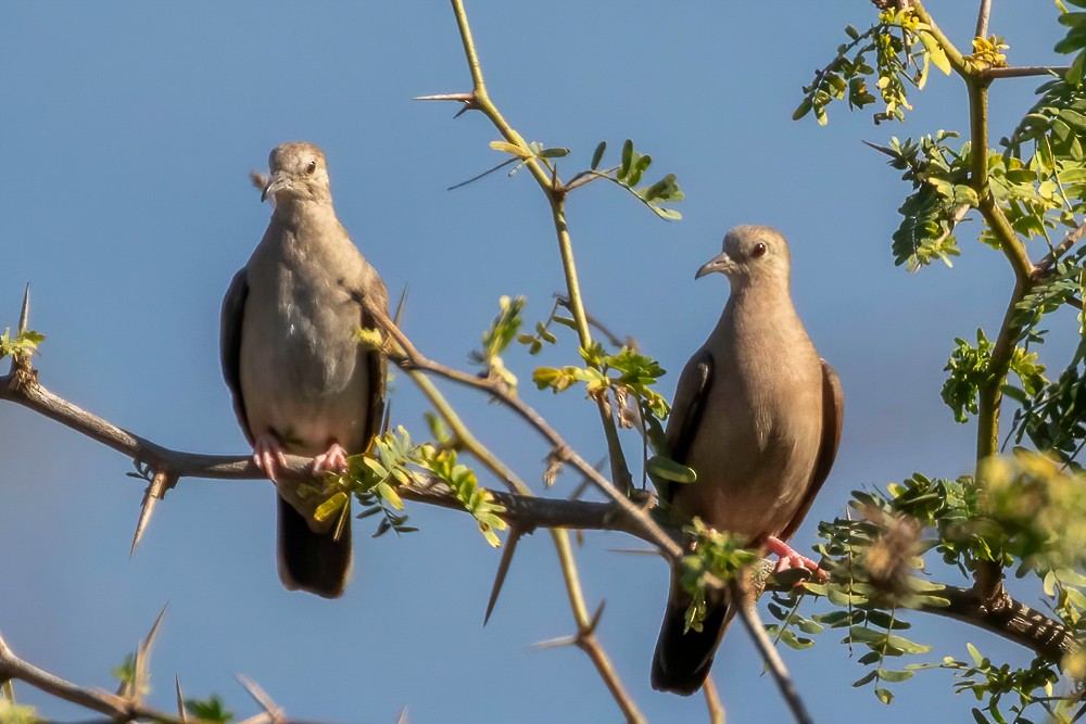 Ruddy Ground Dove - ML629185930