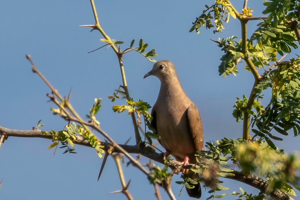 Ruddy Ground Dove - ML629185931