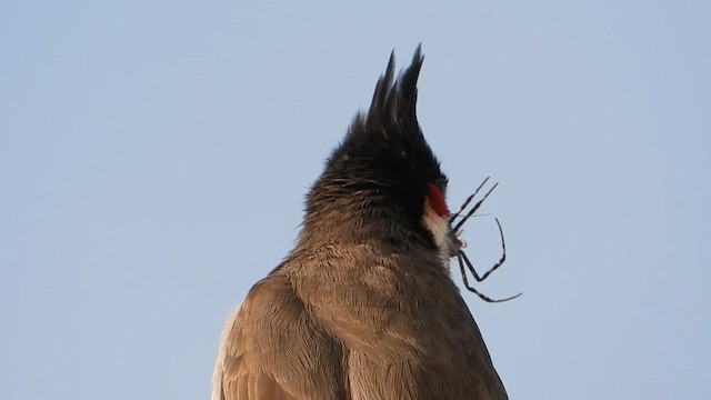 Red-whiskered Bulbul - ML629186036