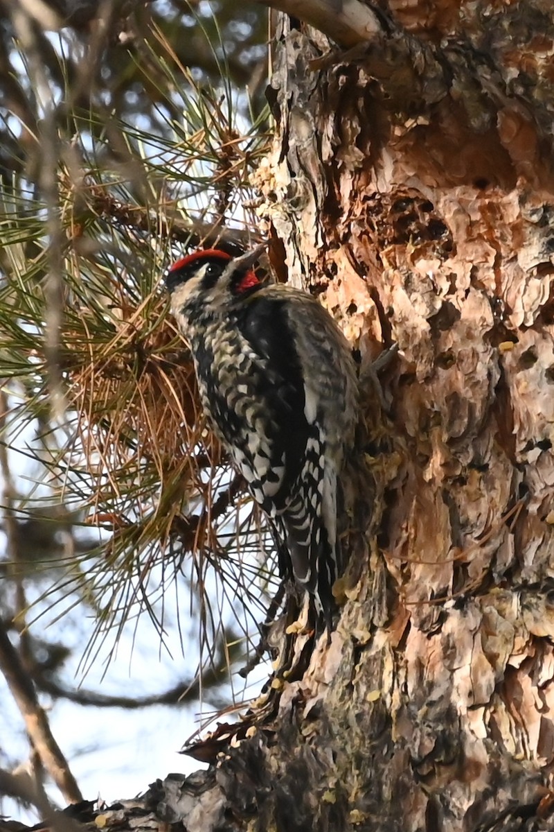 Yellow-bellied Sapsucker - ML629186051
