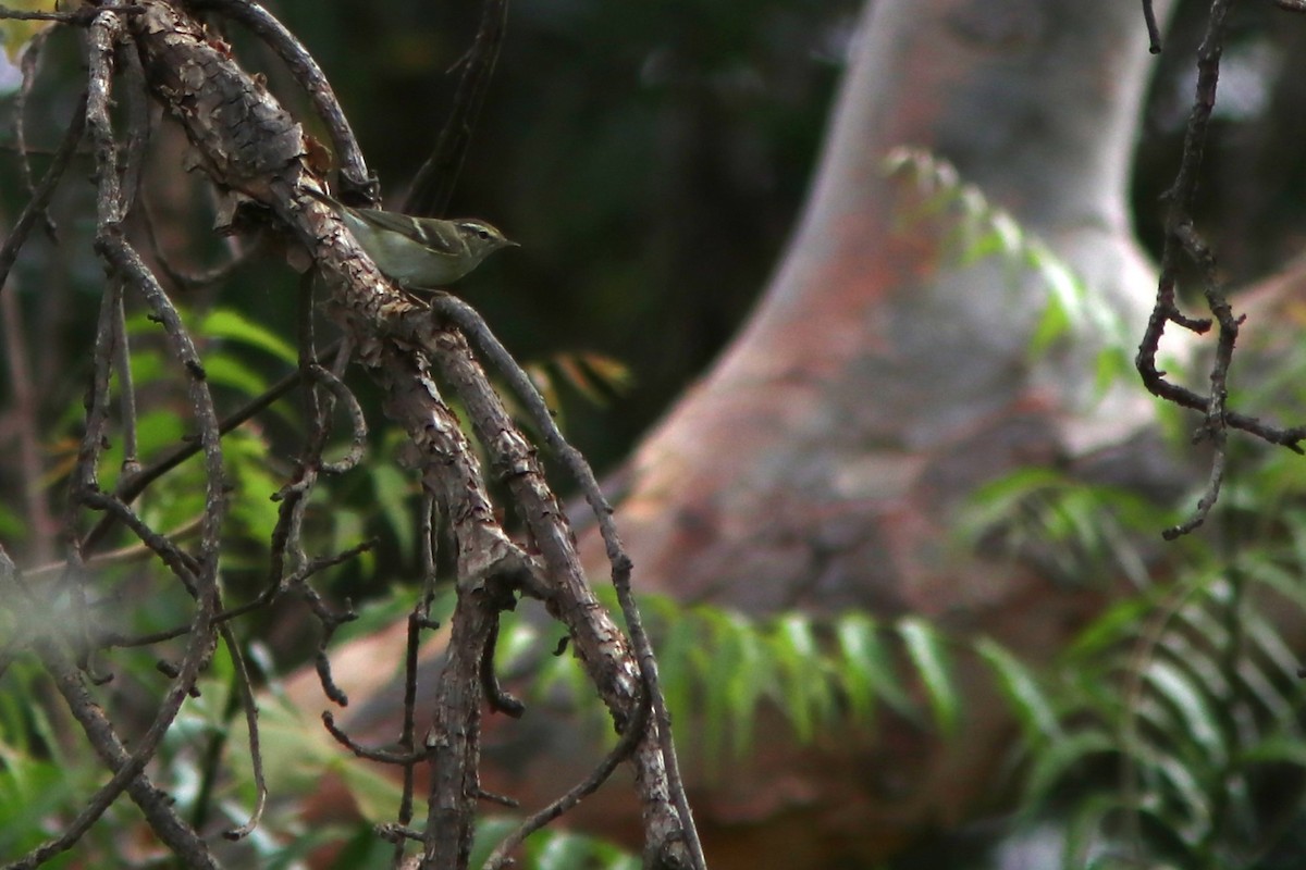 Yellow-browed Warbler - Guillermo Piñal