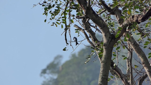 Bronzed Drongo - ML629186154