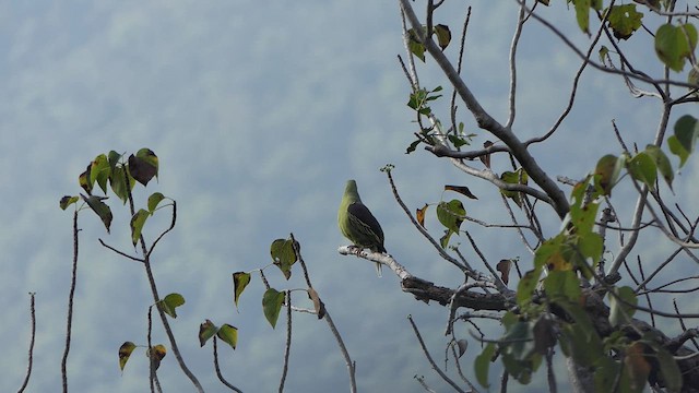 Gray-fronted Green-Pigeon - ML629186199