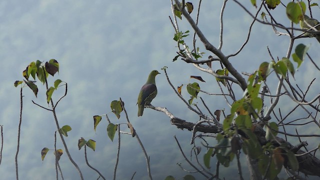 Gray-fronted Green-Pigeon - ML629186203
