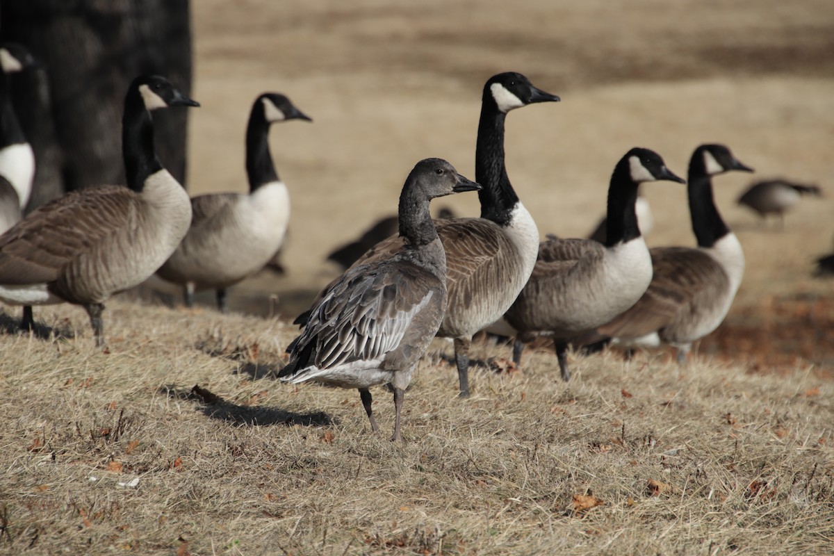 אווז שלג - ML629186440