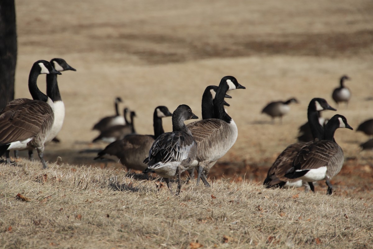 אווז שלג - ML629186476