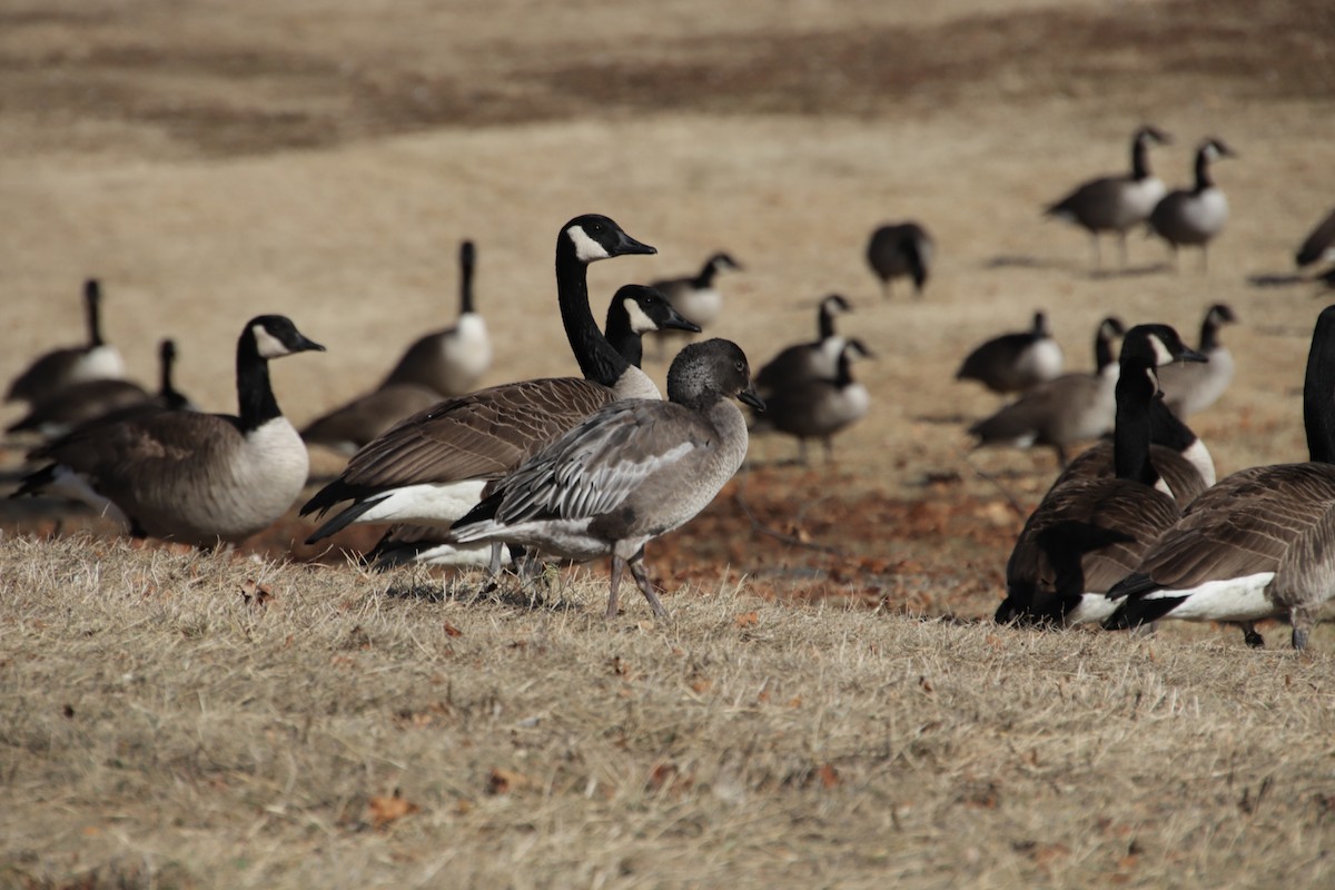 אווז שלג - ML629186507