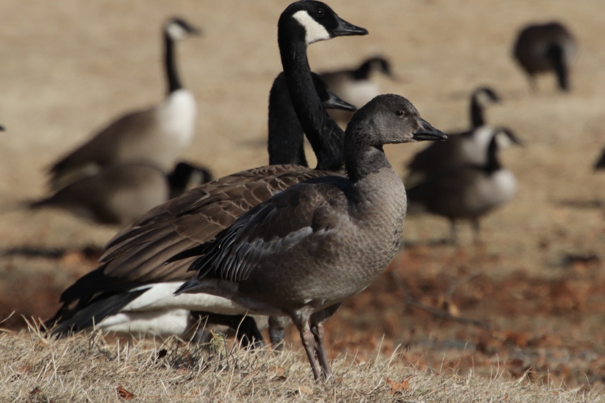 אווז שלג - ML629186539
