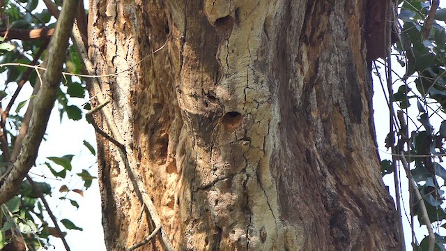 Yellow-crowned Woodpecker - ML629186542