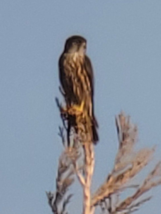 Boz Doğan - ML629186600