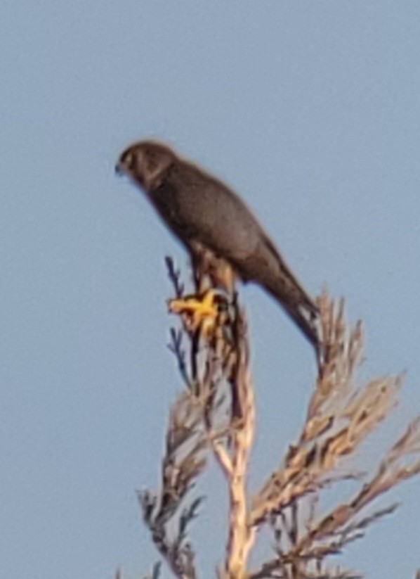 Boz Doğan - ML629186601